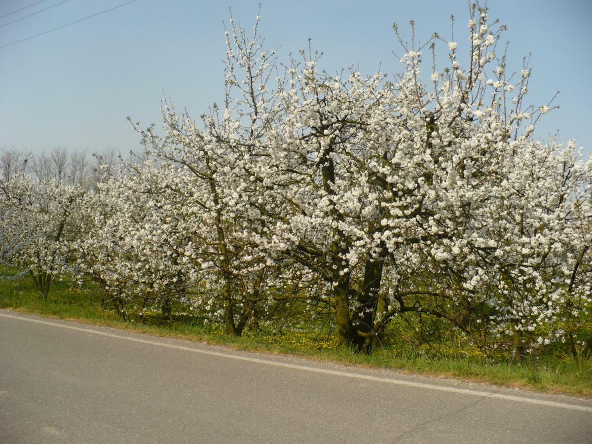 L'Albero Della Gioia Villanova sull'Arda Exterior foto